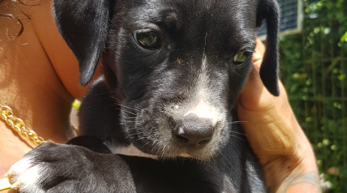 Chiens à adopter